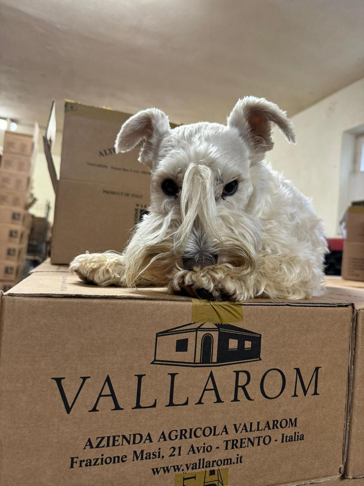 Vallarom Avio Bagian luar foto